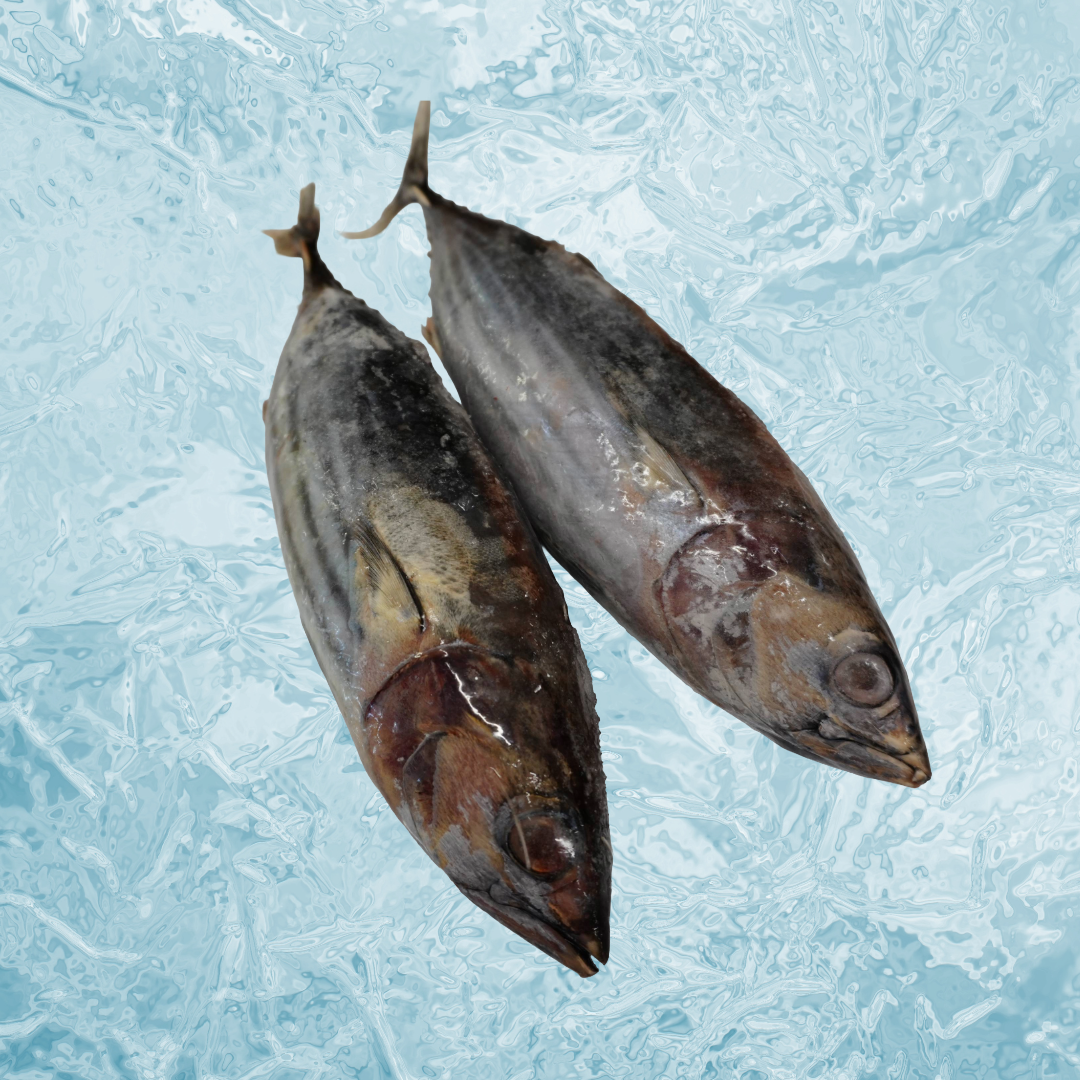 Bonito