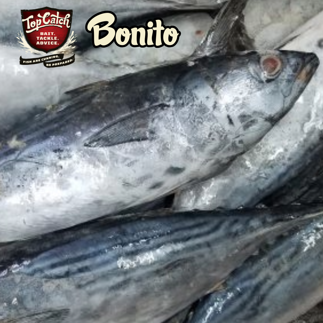 Bonito