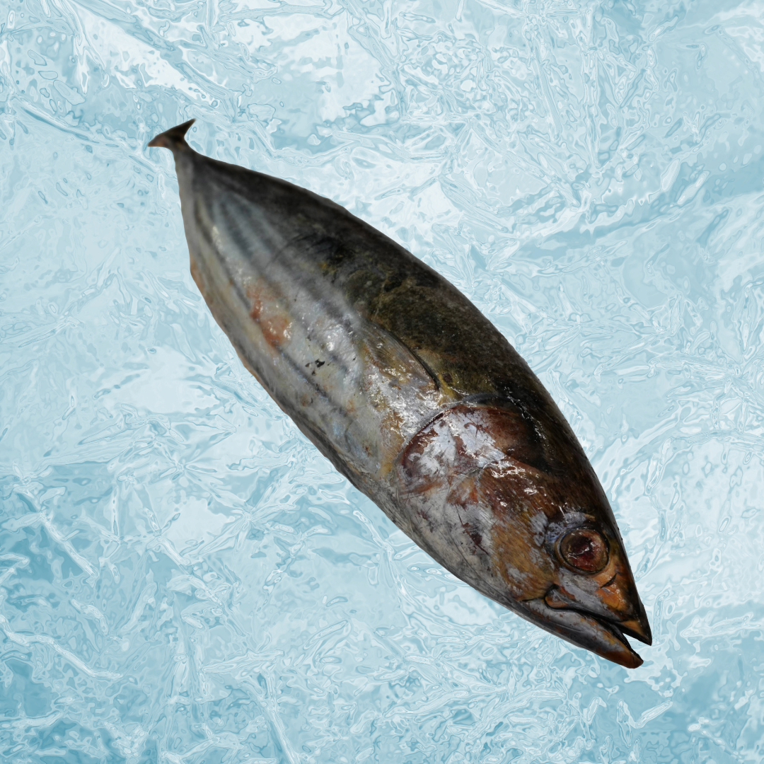Bonito