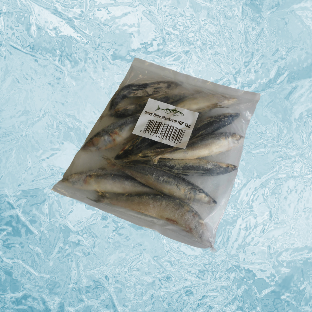 Baby Blue Mackerel