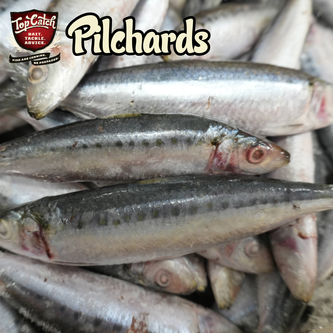 Top Catch Pilchards