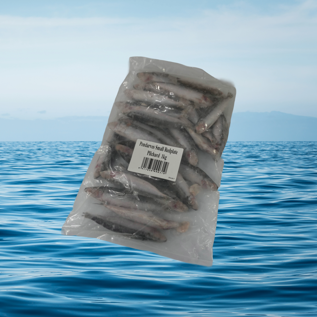 Small Red Plate Pilchards 1KG