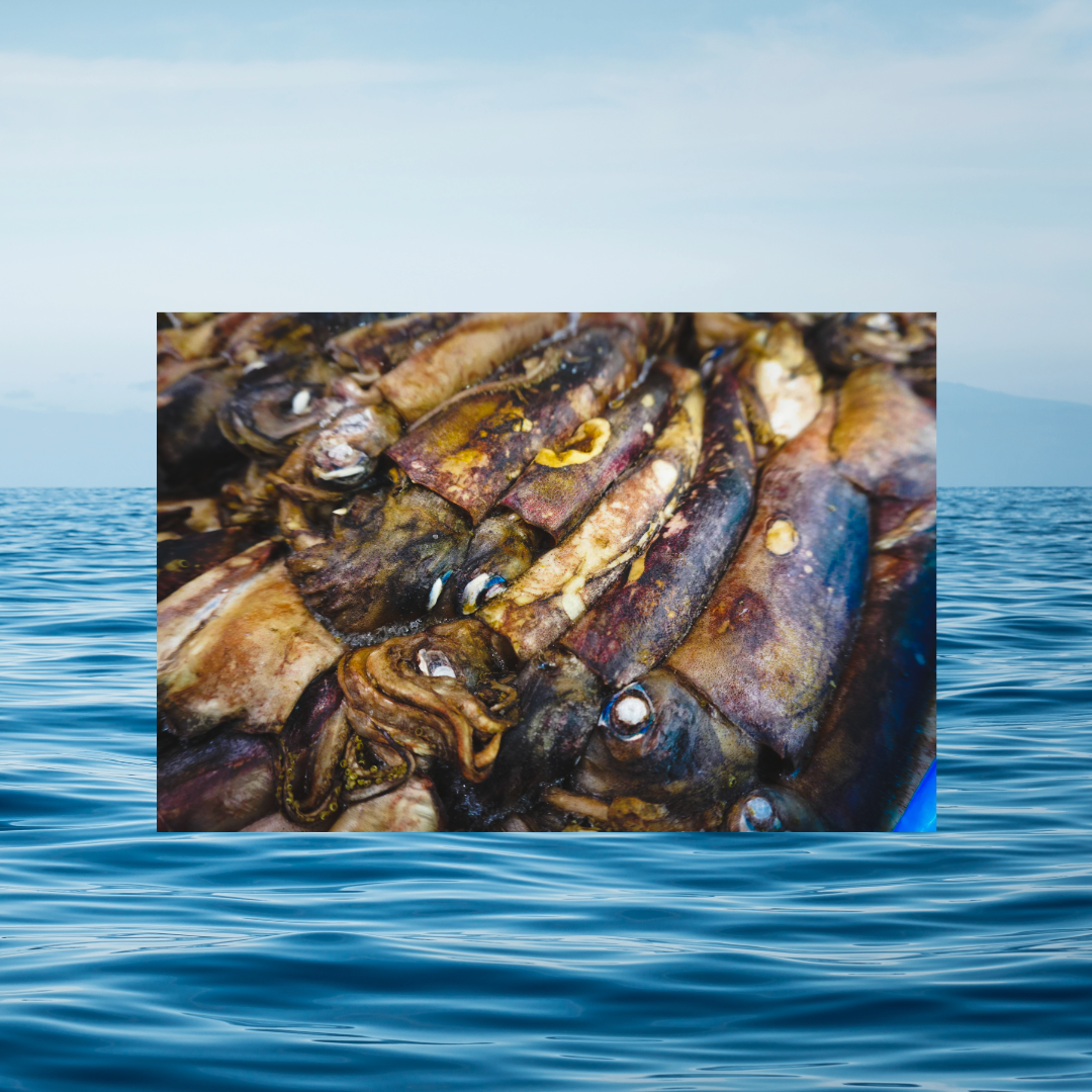 10 KG Squid Block
