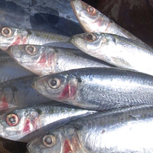 3KG Pilchards