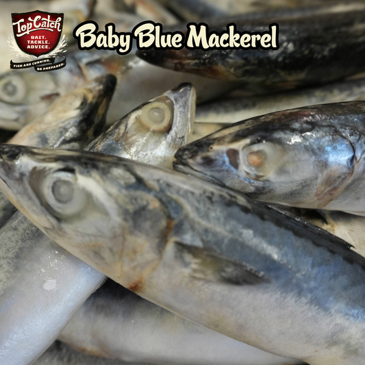 Baby Blue Mackerel