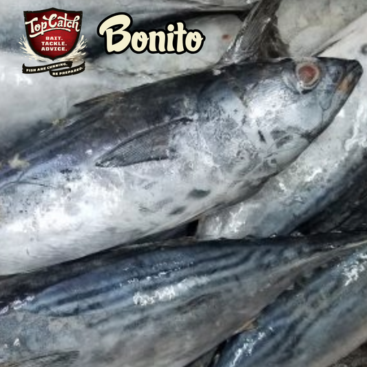 Bonito