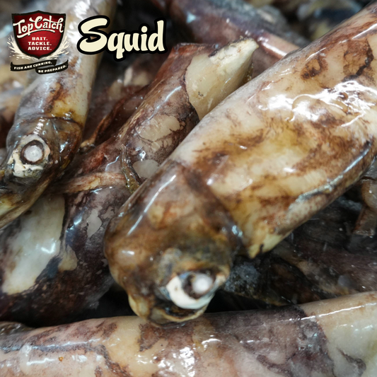 Squid