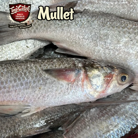 Mullet