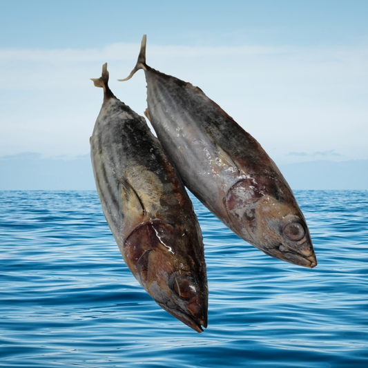 Twin Pack Bonito