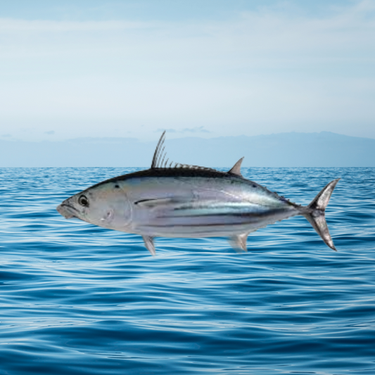 Bonito Medium