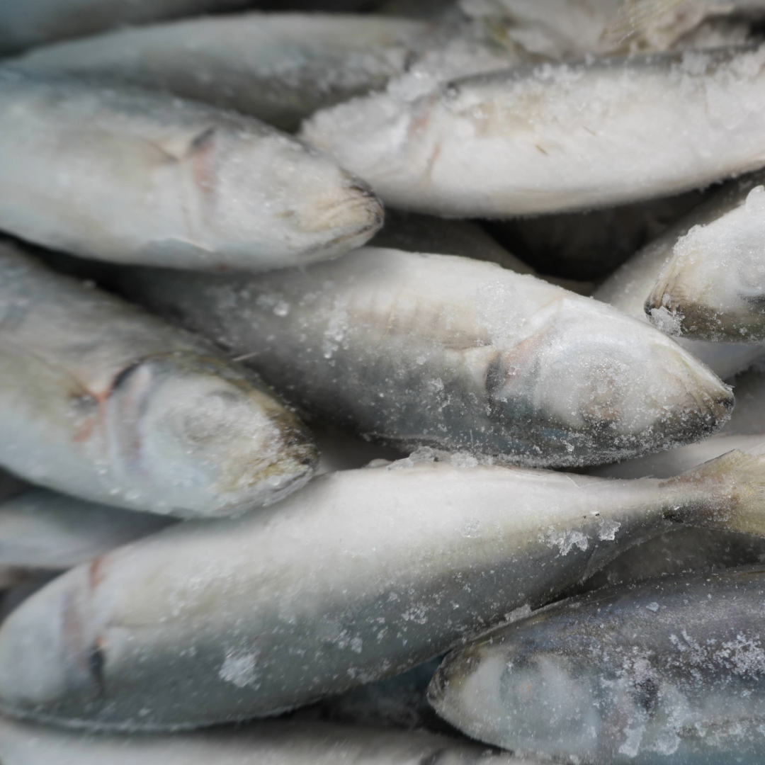 2KG Jack Mackerel